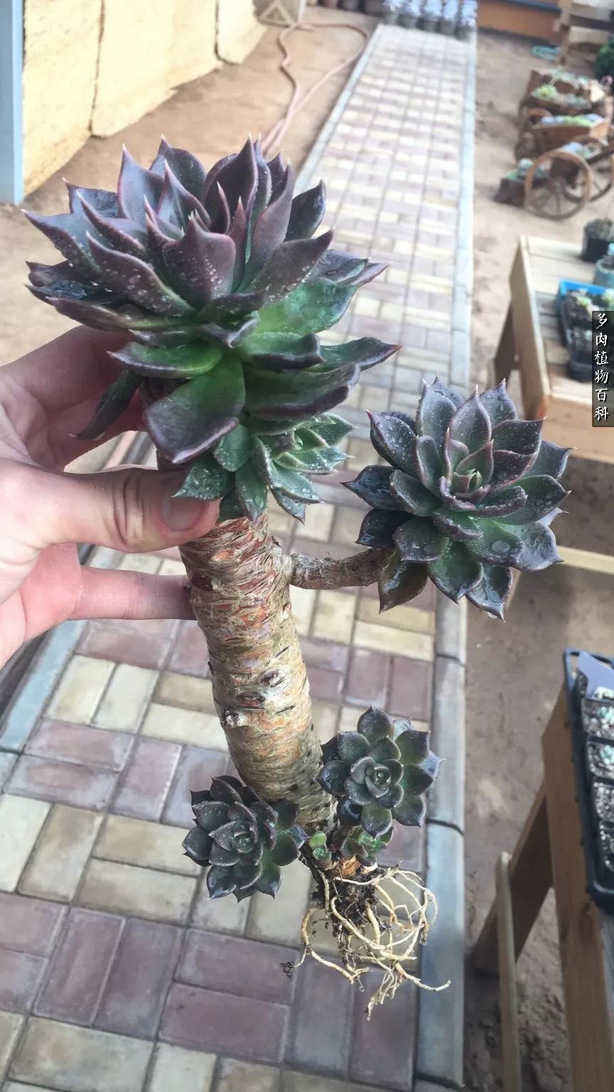 什么元素可以促进多肉生长,多肉修根喷除菌药