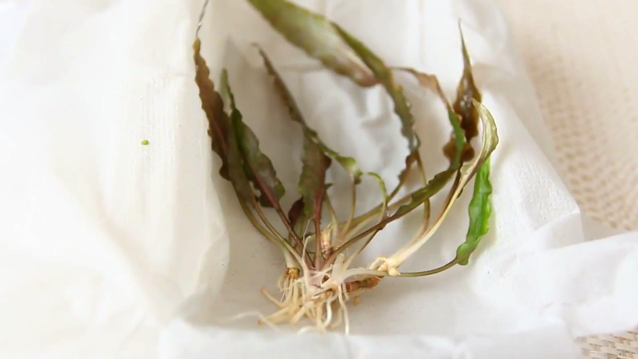 简单的草缸如何制作打理,最简单的小草缸