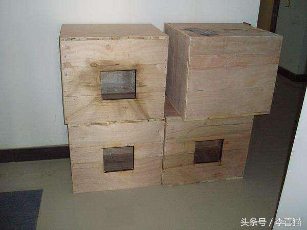 我们能为一只流浪猫做什么,在寒冷的冬季遇到流浪猫