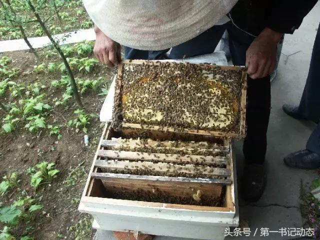 致富蜜蜂价格表,农村养殖蜜蜂一年能赚多少钱