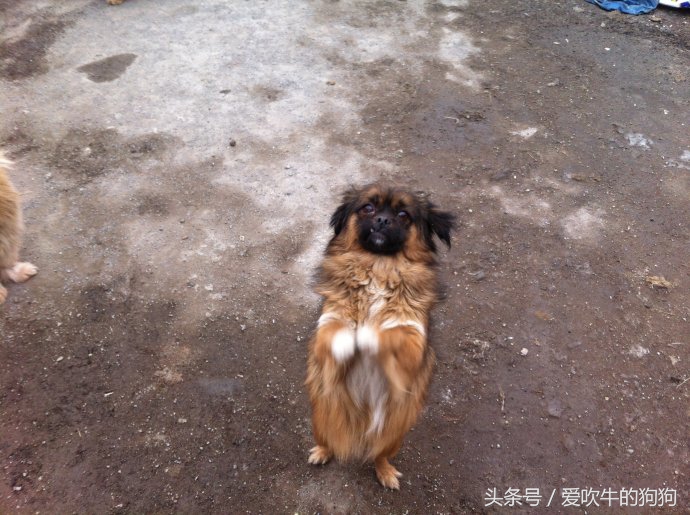 狗狗冠状加细小能治好吗,幼犬狗狗得冠状病治愈率高吗