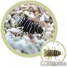 常见海水观赏虾大全,海水观赏虾饲养环境