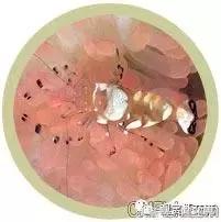 常见海水观赏虾大全,海水观赏虾饲养环境