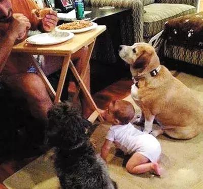 猪队友带娃教学视频,猪队友带娃危险视频