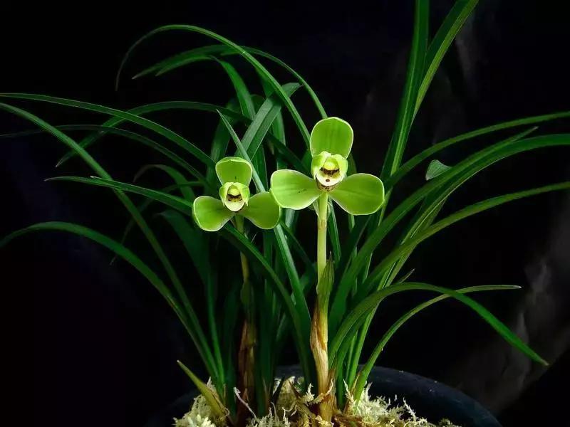 为什么兰花花苞会消苞呢,兰花春化中花苞停止生长