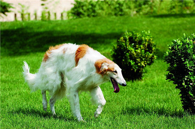 苏俄猎狼饲养,苏俄猎狼犬怎么养