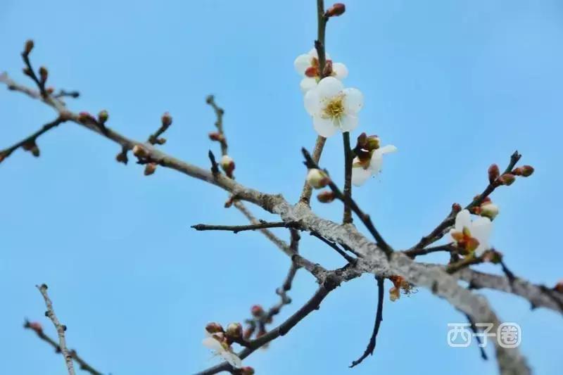 2024年梁化梅园看梅花时间,梁化梅花今年开了吗