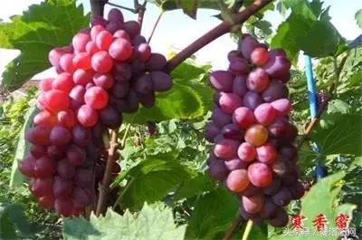 「寻津」孟津这个名镇藏着大秘密，曾被誉为“小洛阳”！如今……