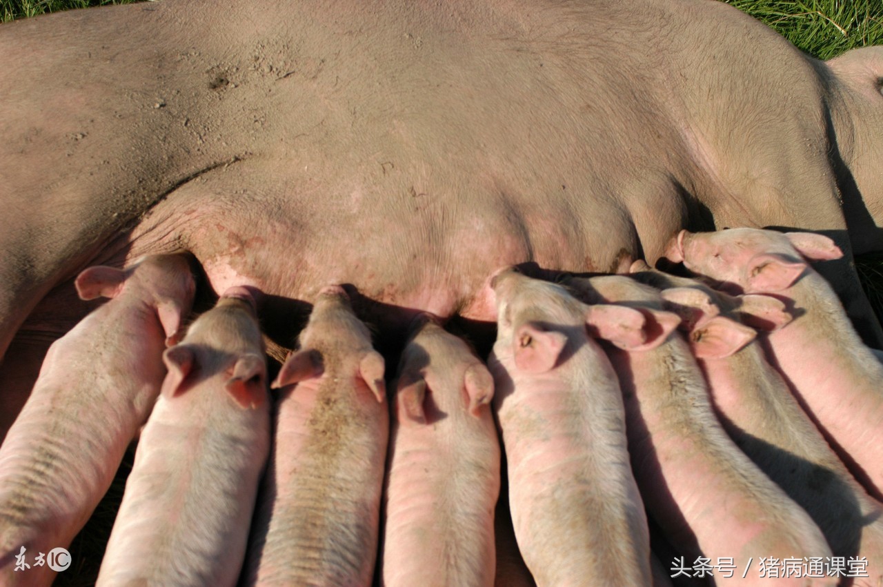 母猪产后无乳,母猪产后没奶仔猪该咋办