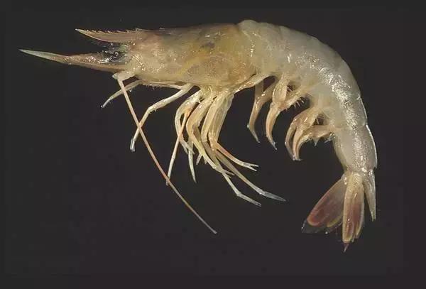 3种常见虾哪种最好吃,特色皮皮虾包括什么虾种