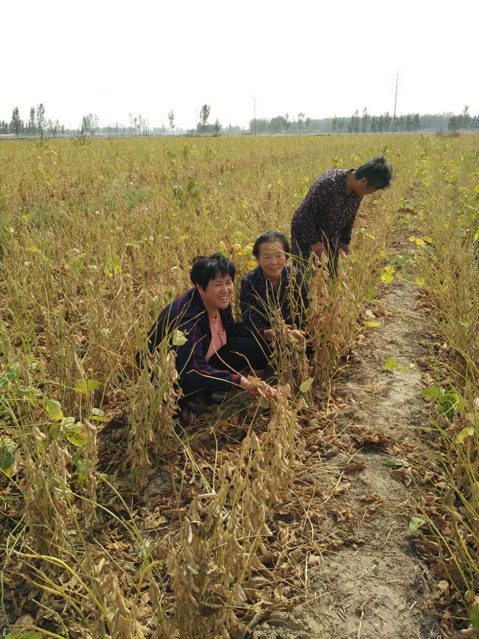 中国好人榜：聊城莘县孔春焕，她领着乡亲们挣大钱