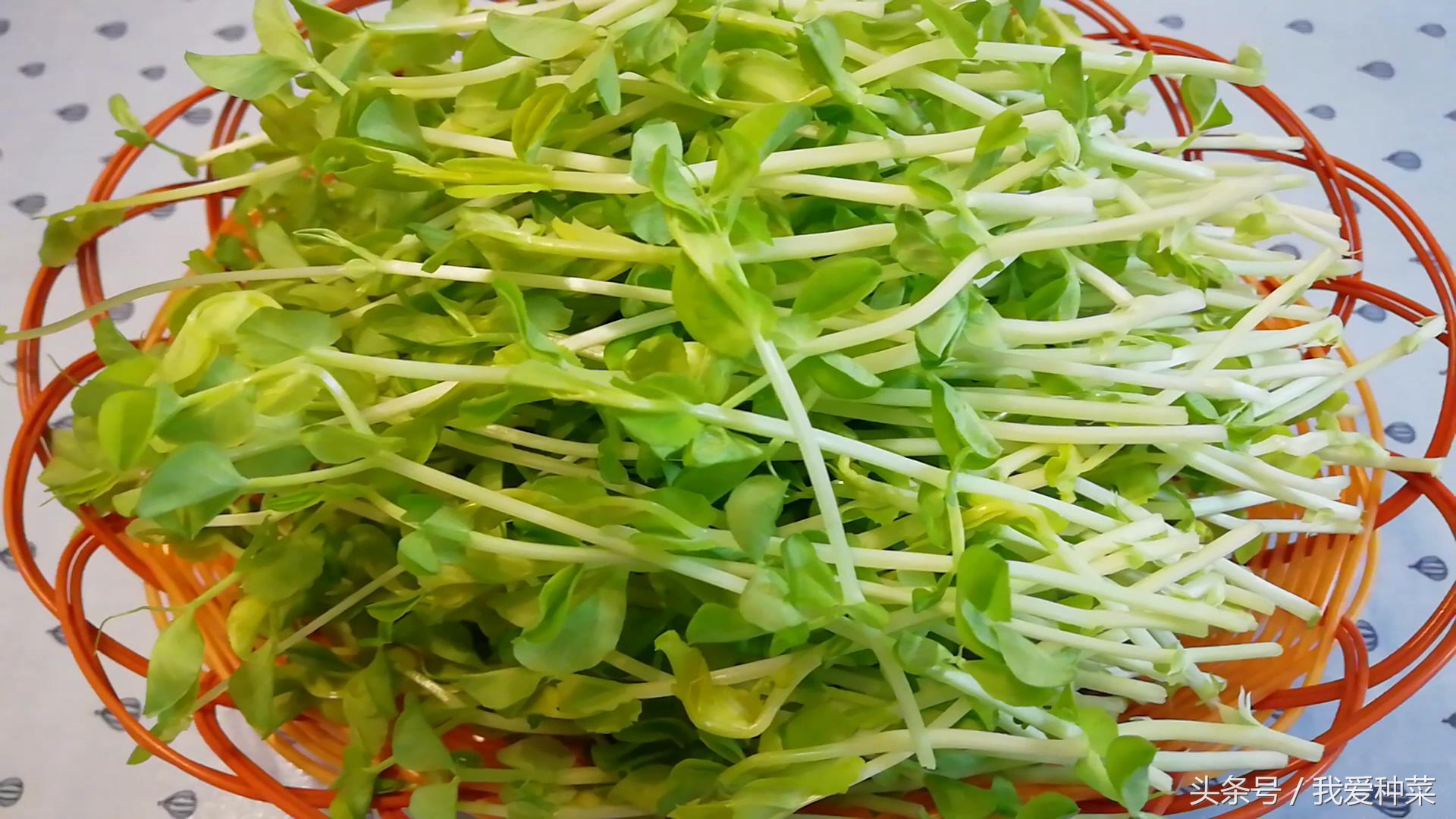 阳台上光照不好种什么蔬菜最合适,适合阳台光照不足的蔬菜