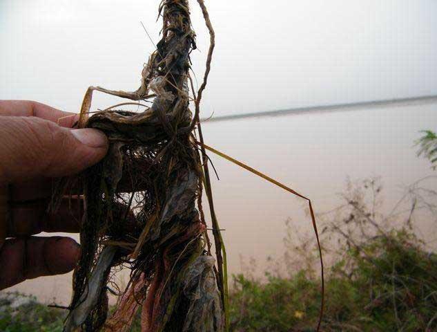 失传已久的钓鱼手法,失传已久的钓鱼法