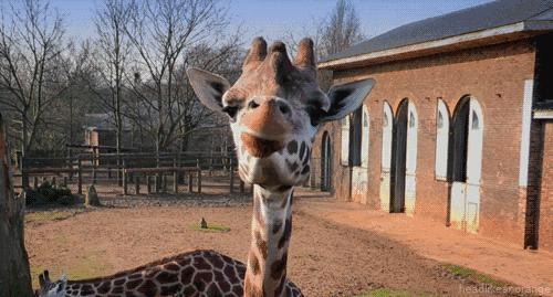 同性相斥异性相吸的动物,同性相吸异性相斥的生物原理