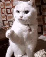 cosme大赏韩国,cosme大赏前三评测