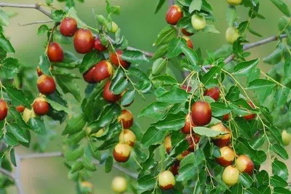 药食同源能长期吃吗,大枣生吃和熟吃哪个效果好