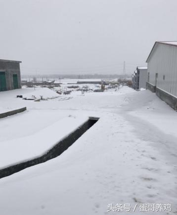 鸡舍塌,鸡舍塌了怎么救