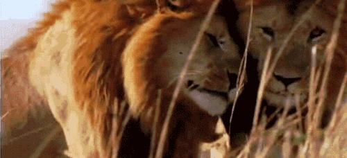 同性相斥异性相吸的动物,同性相吸异性相斥的生物原理