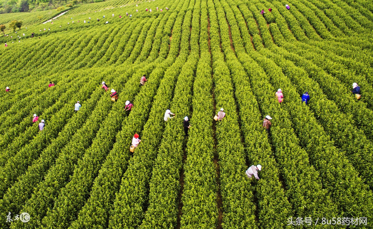 农村养殖最赚钱行业有哪些,在农村适合养殖什么行业最好赚钱