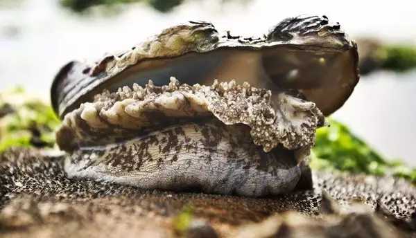 需要我来教你吗英文,你愿意请我吃生蚝吗