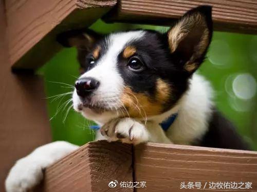 狗狗小常识视频,狗狗小常识文字大全