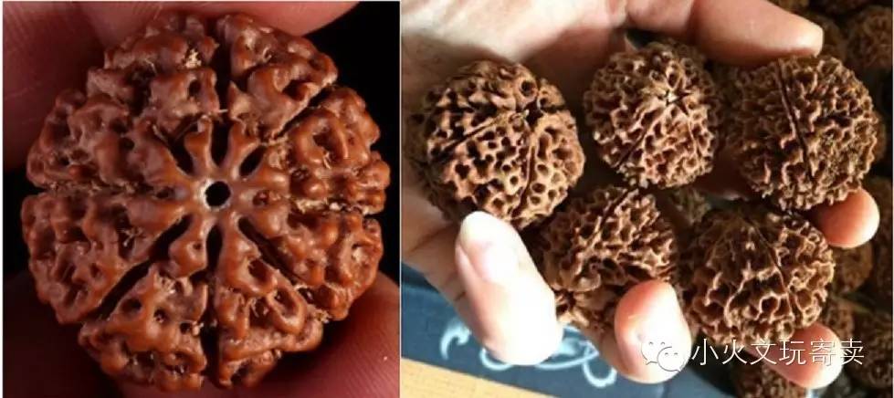 金刚和落地红的图片,金刚落地红视频