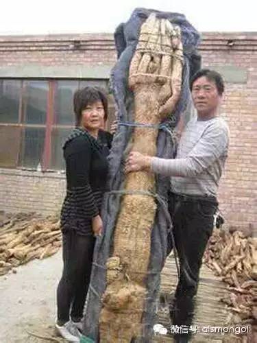 蒙古阿拉善肉苁蓉,阿拉善苁蓉生长在哪儿