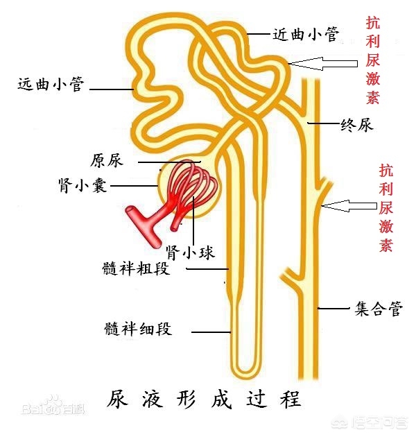 为什么喝啤酒就会尿,为什么喝啤酒尿多