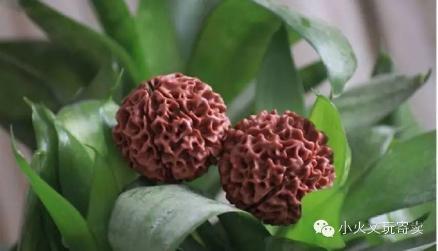 金刚和落地红的图片,金刚落地红视频