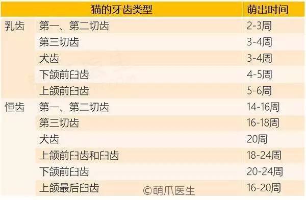 犬猫牙齿生长周期,猫咪狗狗为什么生的不同种类