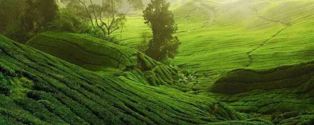 龙井茶地方课程,龙井茶课堂实录