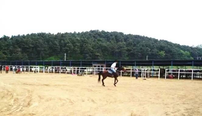 沈阳草原骑马去哪个地方好,离沈阳最近的草原骑马自驾游