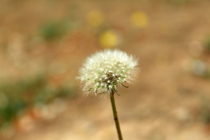 佳能入门单反eos1000,佳能入门级eos100