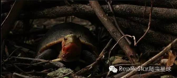 最合适的水环境,半水龟环境布置