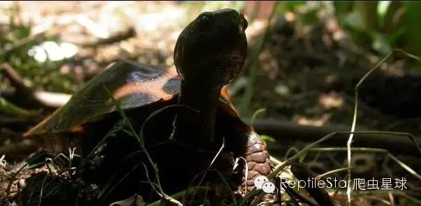 最合适的水环境,半水龟环境布置