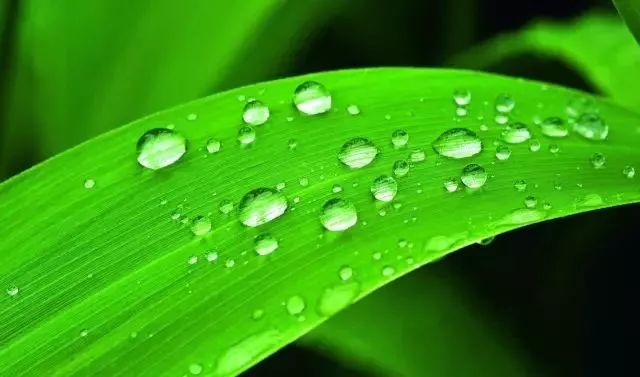 尼康十大经典相机,尼康百年兴衰成功案例