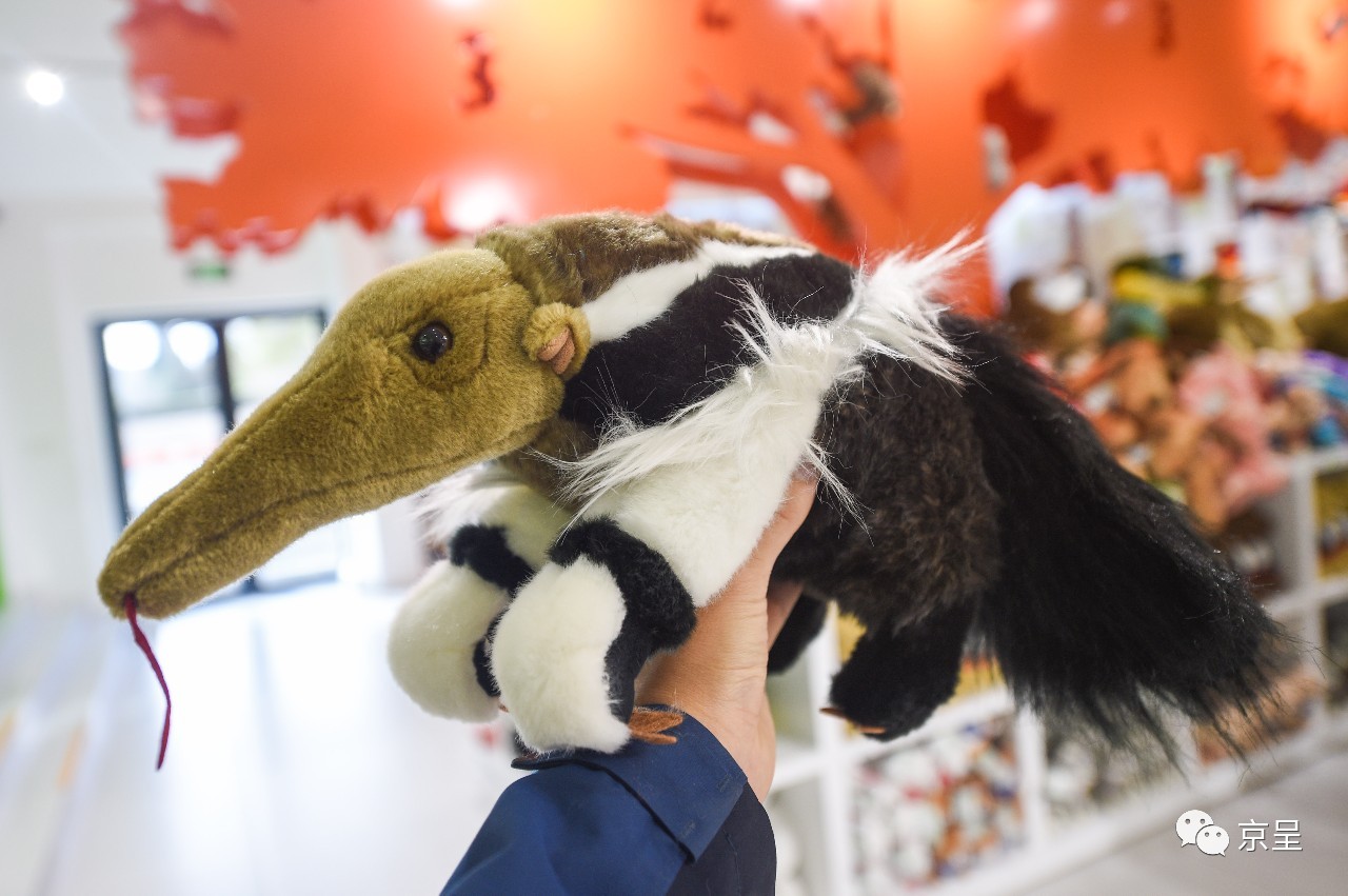 鹈鹕树懒食蚁兽?北京这家非主流玩偶店教你认认新萌物