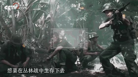 揭秘丛林战场，为什么很多军事行动都发生在丛林区？