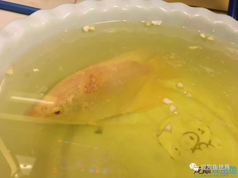 招财鱼烂肉最佳治疗方法,与食管癌抗争的五年