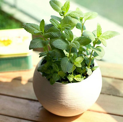 真正的药用薄荷,薄荷是一种什么药草