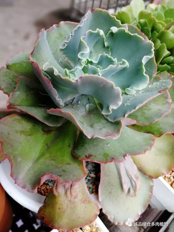 秀肉肉｜在景天的道路是越走越变态