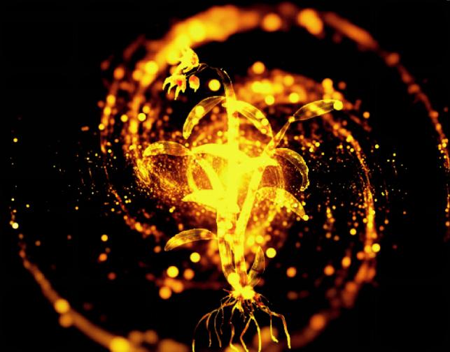 中医名家说霍山石斛,霍山石斛的十大误区