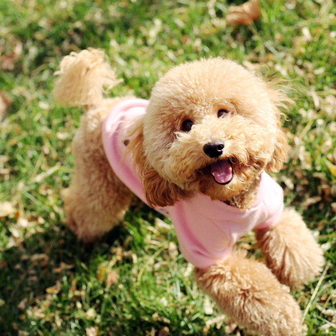 大牌新年限定辣眼,各奢侈品龙年限定