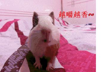 呦呦切克闹英文版,呦呦切克闹原创