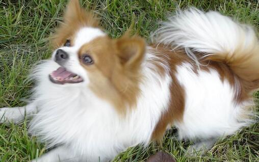 蝴蝶犬幼犬怎么选择,蝴蝶犬怎么买到