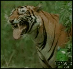 OhMy嘎噔，荷兰猪竟然吃屎，三观毁尽