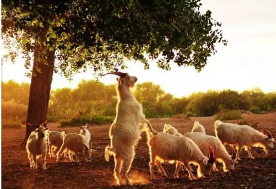 阿拉善白绒山羊,阿拉善白绒山羊养殖方法