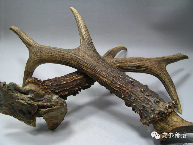 林间挖山参有什么讲究,长白山采参的讲究