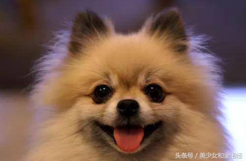 黑色博美小型犬1-4个月,博美小型犬怎么训练