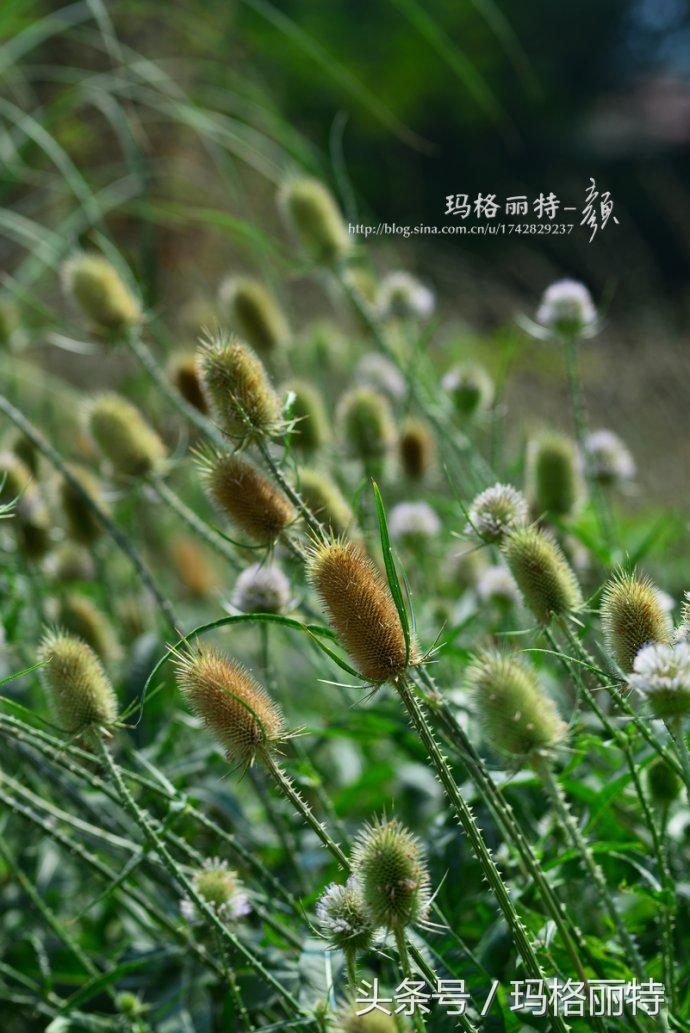 植物笔记解读视频,植物笔记关于花